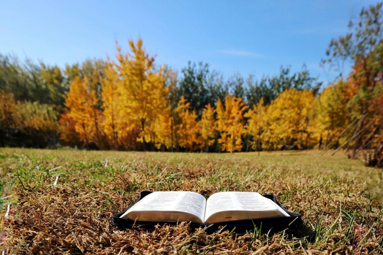 Mastering the First Impression: Your intriguing post title goes here An open Bible on grass in a sunny autumn meadow surrounded by vibrant fall foliage.